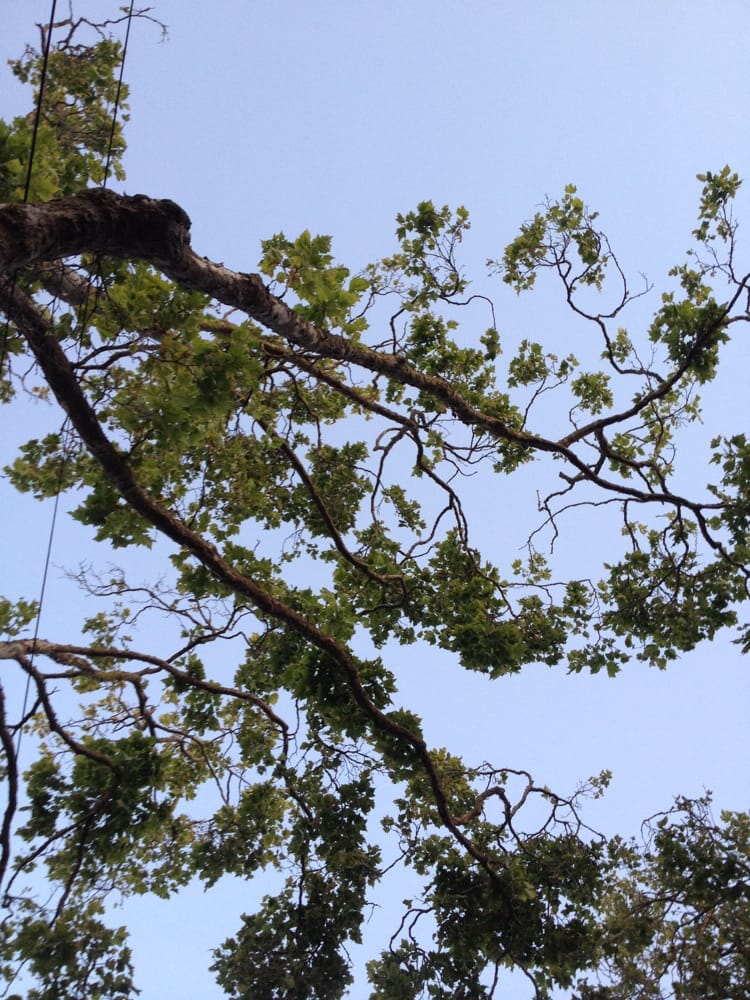 Big Chief Tree Service