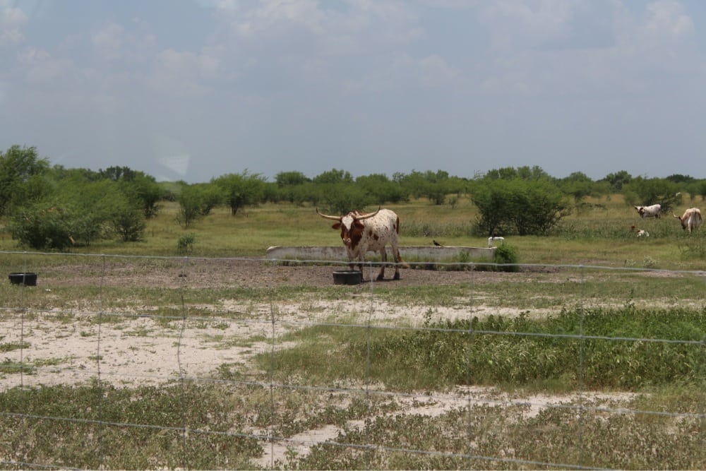 King Ranch 24 Photos & 12 Reviews Local Flavor Hwy 141