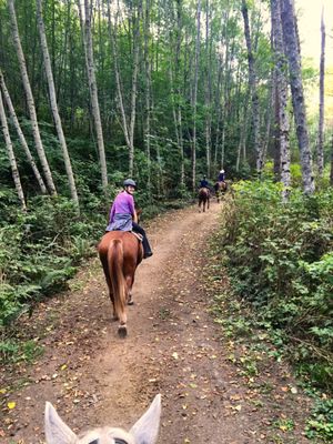 langs horse and pony farm