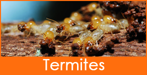TNT Termite & Pest