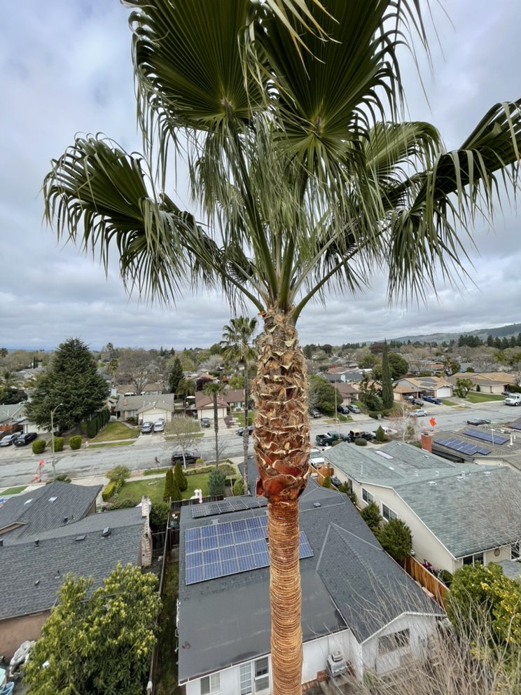 Acevedo Tree Service