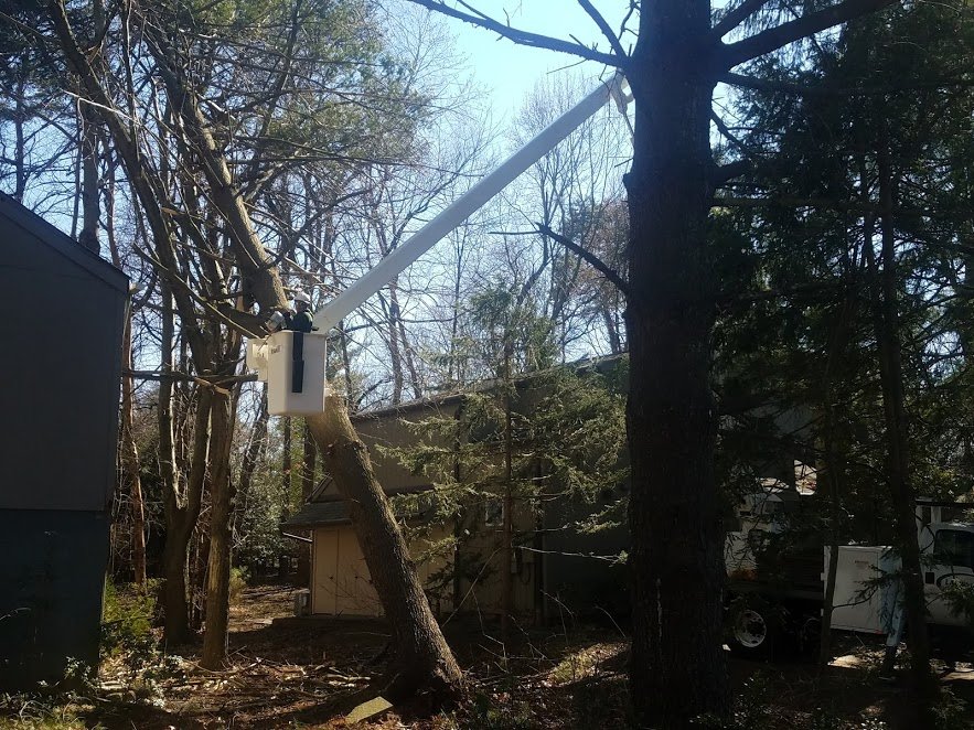 East Coast Arborist