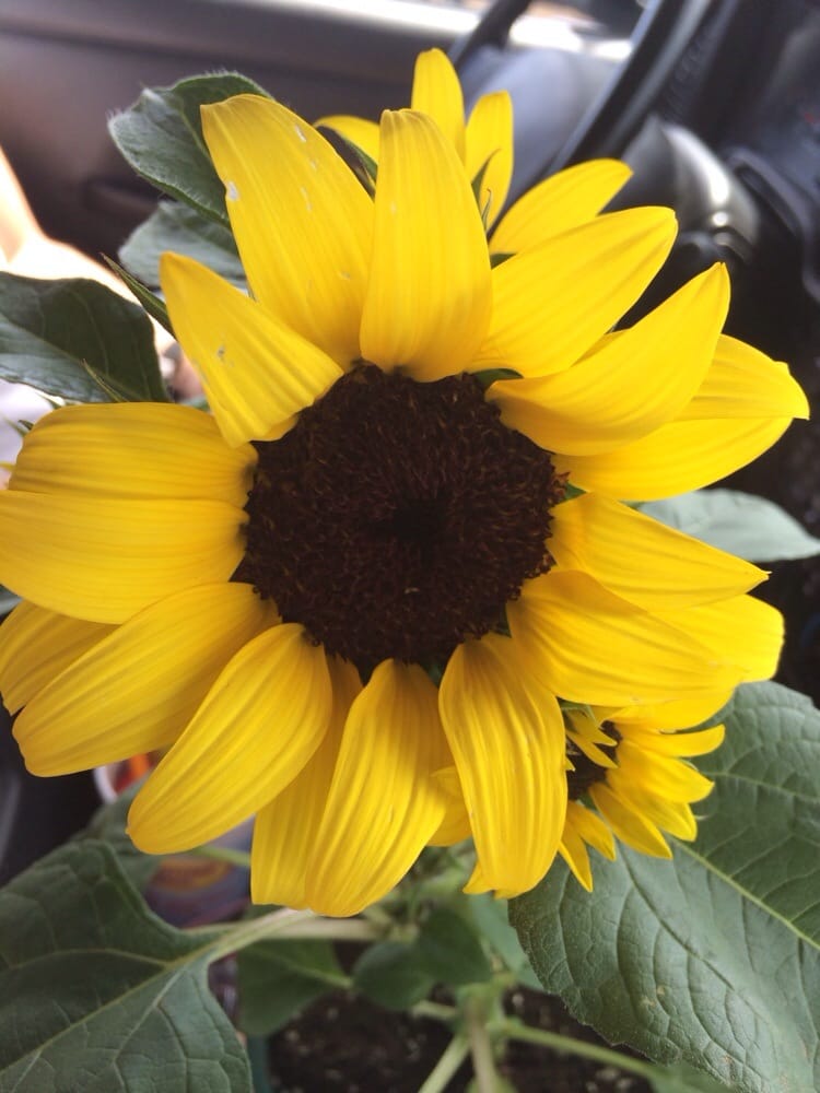 Flagg’s Garden Center & Landscaping 14 Photos Landscaping 4320