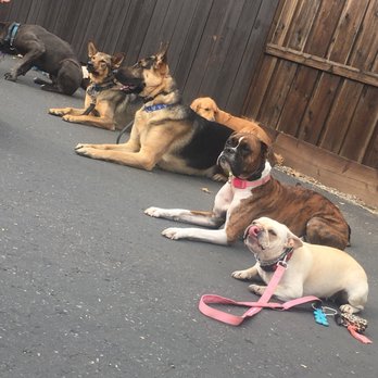 Dog Training San Jose Ca Dog Training San Jose Ca