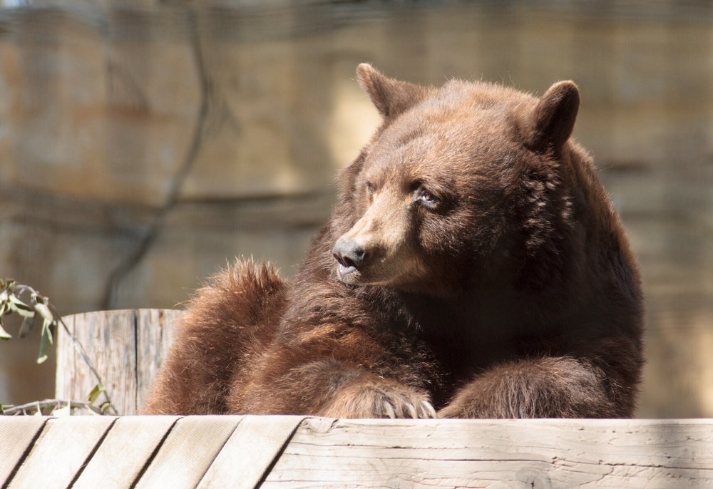 Orange County Zoo 534 Photos & 210 Reviews Zoos 1 Irvine Park Rd