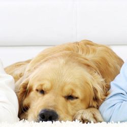 Nu Way Carpet Cleaning 39648 Parklawn Dr Photo Of Nu Way Carpet Cleaning Sterling Heights Mi United States