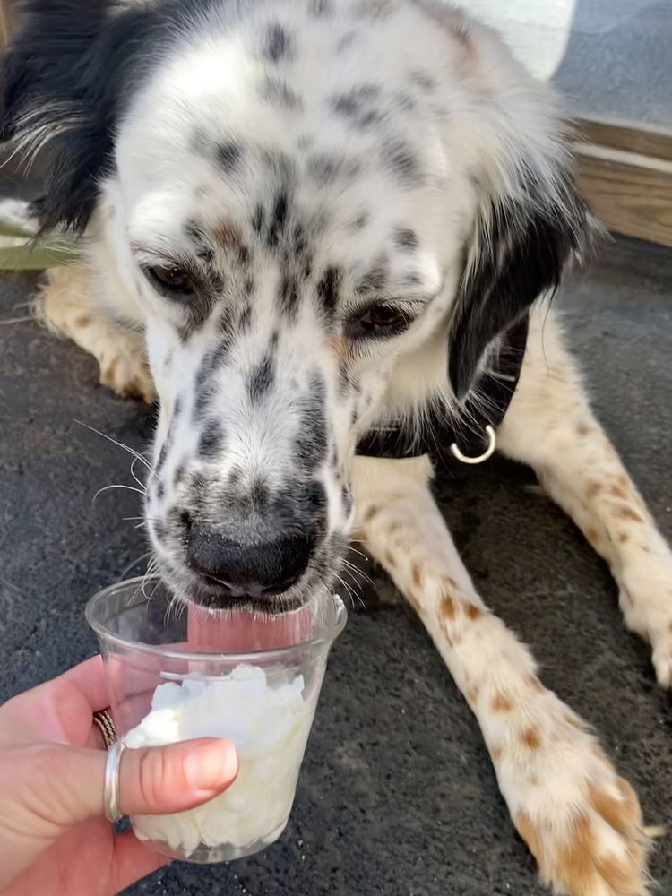 Two Chicks Sandwiches and Scoops