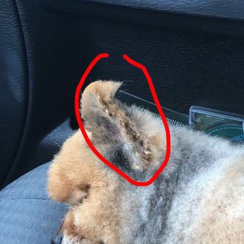 Bark’ers Pet Salon - 39 Photos - Pet Groomers - 746 N Mill, Plymouth, MI - Phone Number - Yelp