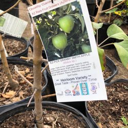 Shamus O Leary S Tropical Fruit Trees 25 Photos 40 Reviews Photo Of Shamus O Leary S Tropical Fruit Trees Phoenix Az United States