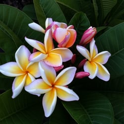 Plumerias By The Sea Nurseries Gardening Cardiff Ca Phone Photo Of Plumerias By The Sea Cardiff Ca United States