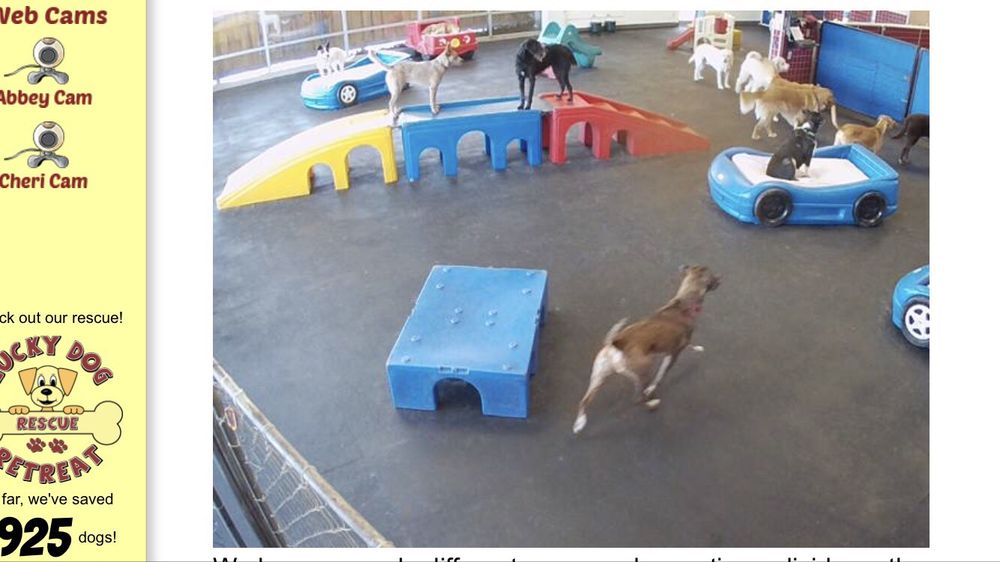 Lucky Dog Retreat 13 Photos & 16 Reviews Pet Sitting 5990 E 71st