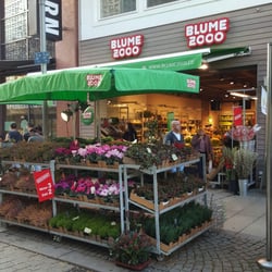 Blume 2000 14 Fotos Blumenladen Florist Almsstr 21 Foto Zu Blume 2000 Hildesheim Niedersachsen