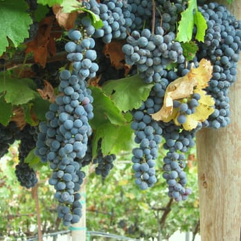 Newport Beach Vineyards Winery 68 Photos 22 Reviews Wineries Photo Of Newport Beach Vineyards Winery Ca United States