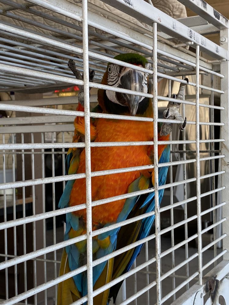 Mi Mercado Flea Market and Ballroom, San Antonio Roadtrippers