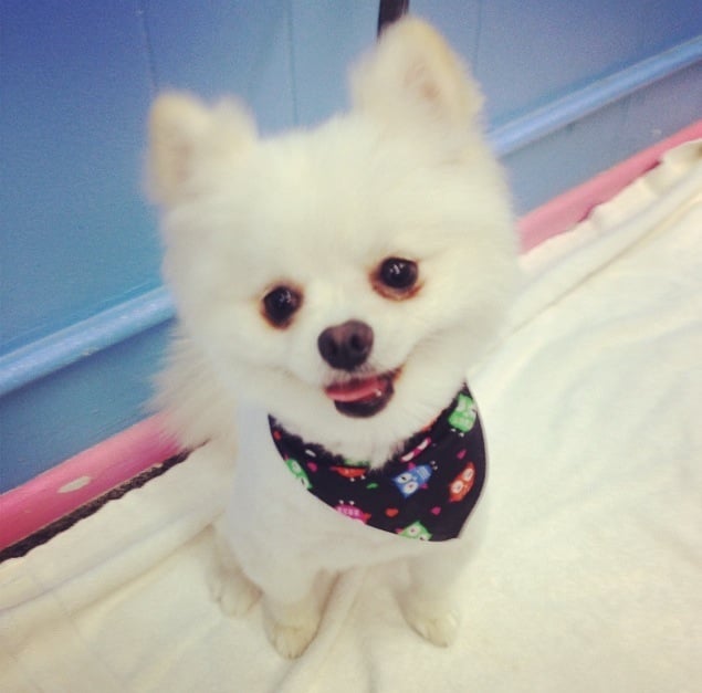 Wash n’ Paws CLOSED 29 Photos & 30 Reviews Pet Groomers Azusa