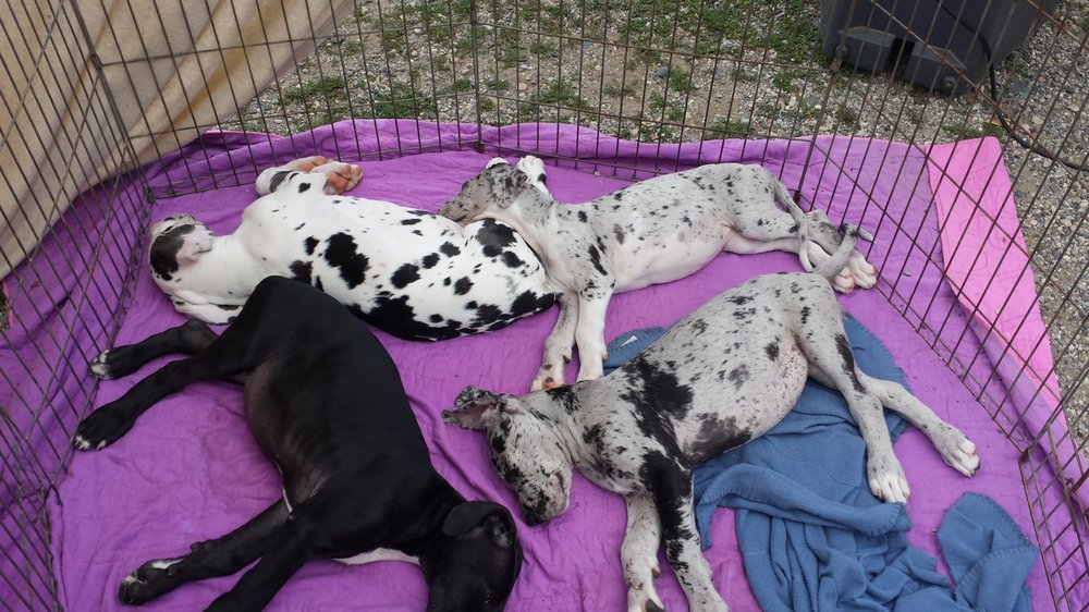 Armada Flea Market 24 Photos & 12 Reviews Flea Markets 25381