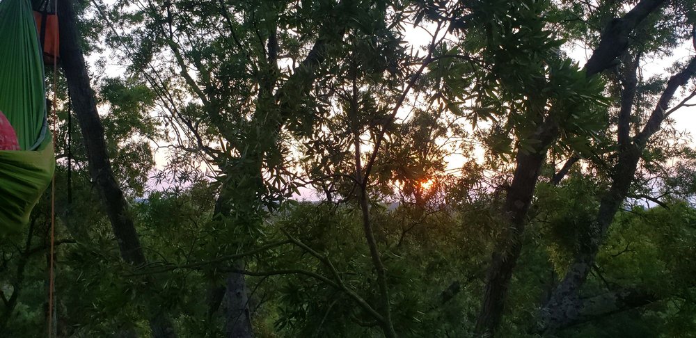 Piedmont Tree Experts