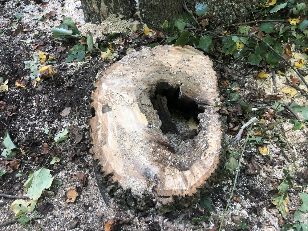 Eldridge Arborist & Landscaping