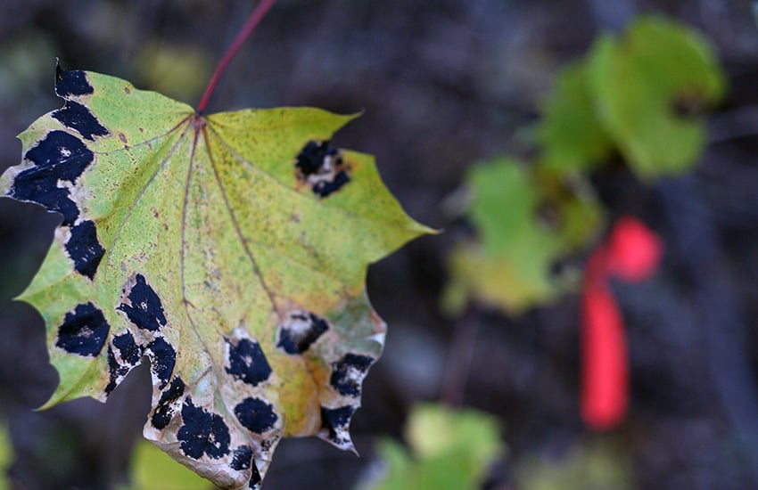 Henry's Tree Service of Arlington