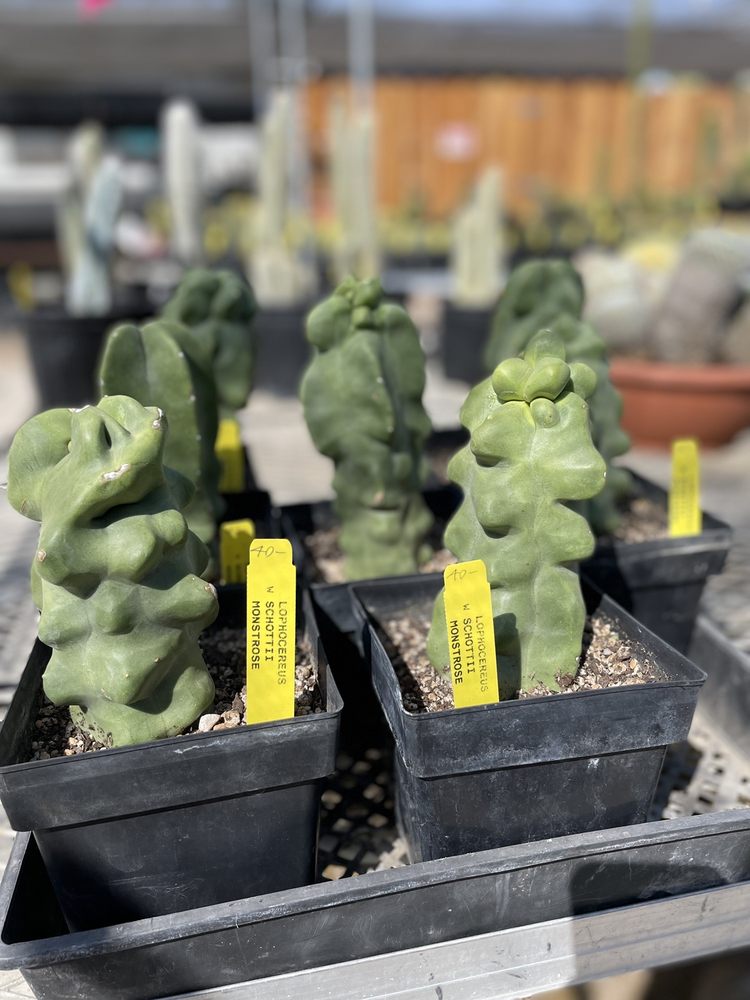 Poot's Cactus Nursery