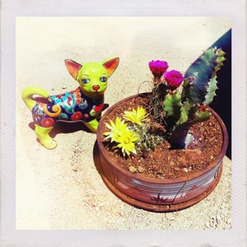 Old West Cactus Farm 35 Photos 11 Reviews Nurseries Photo Of Old West Cactus Farm Phoenix Az United States