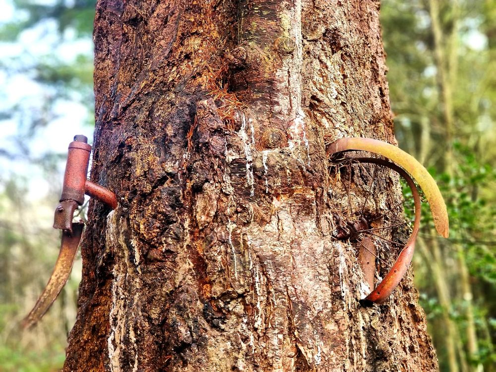 Old Bicycle In the Tree