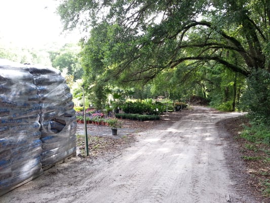 Williams Plant Nursery 12411 Philips Hwy Jacksonville Fl Nurseries Hotels Nearby