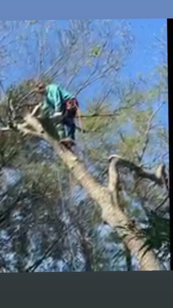 O&B Tree Services