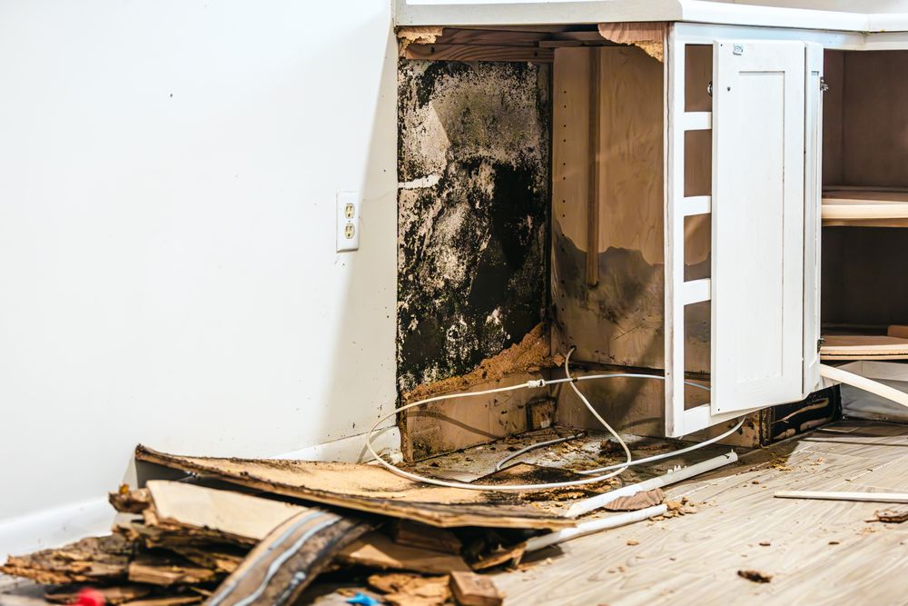 Discount Water & Mold Removal