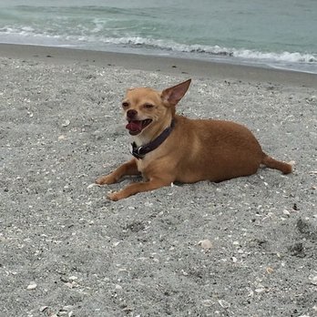 Brohard Paw Park Beach 151 Photos 57 Avis Parcs Pour Chiens Photo De Brohard Paw Park Beach Venice Fl États Unis
