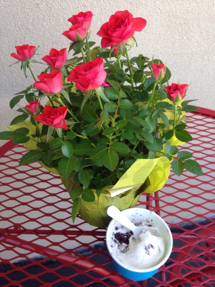 Companey S Ice Cream Cafe Cotati Ca Companey S Ice Cream Cafe Cotati Ca