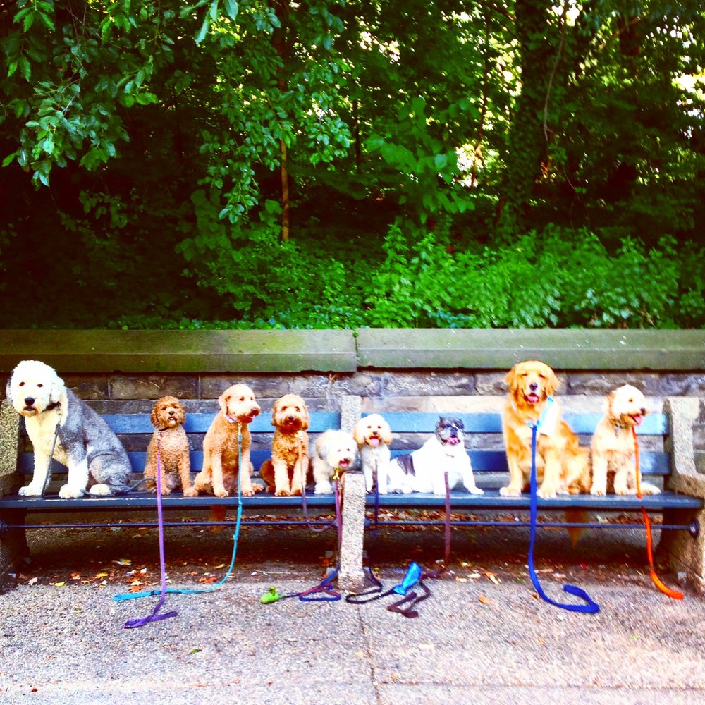 Pawmos Pet Care Training