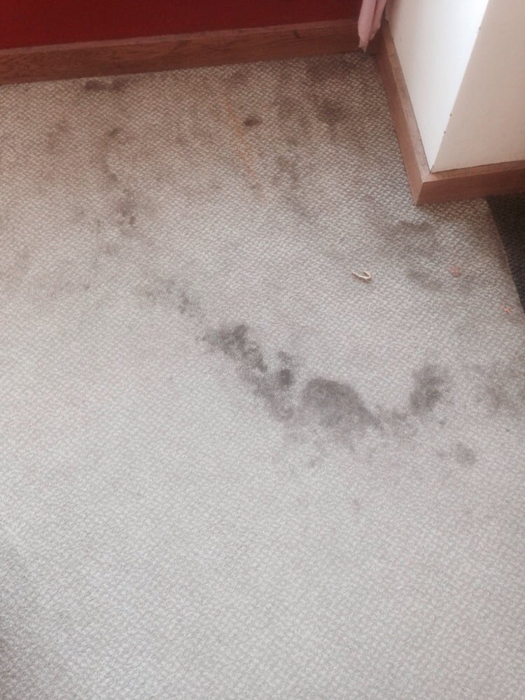 Gross stained carpet Yelp