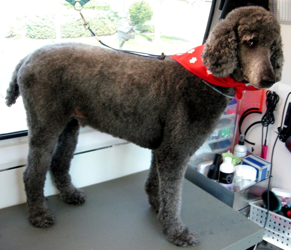 Photos for Aussie Pet Mobile NW Chicagoland - Yelp