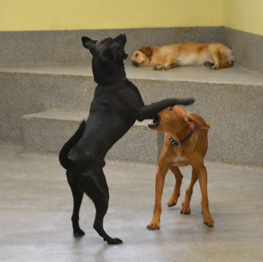 city dogs dc at city dogs dogs can decide for themselves wrestle or lounge around yelp city dogs dc at city dogs dogs can decide for themselves wrestle or lounge around yelp