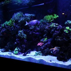Ocean S Floor 21 Photos Aquarium Services 179 Halton Rd Photo Of Ocean S Floor Greenville Sc United States Our Little Piece