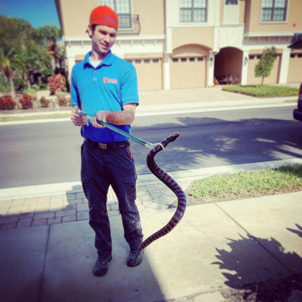 Wildout Animal & Pest Removal Orlando