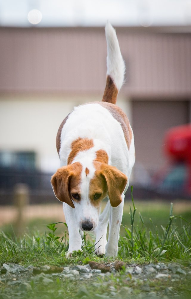 DogiZone