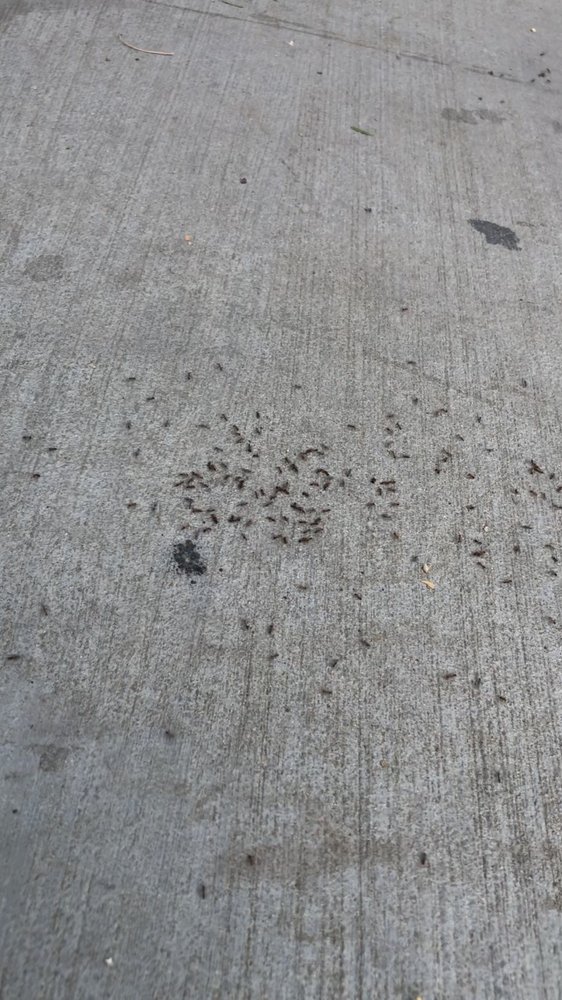 Dewey Pest & Termite Control