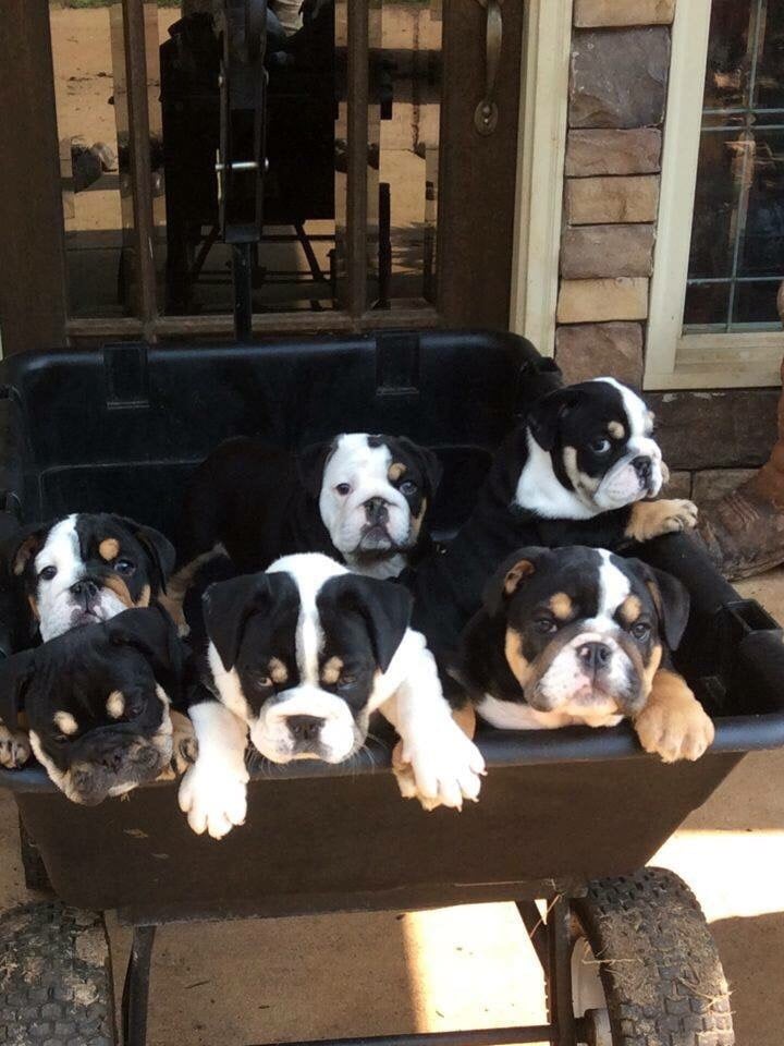 Noah’s Arc English Bulldogs Pet Services 4228 Mila Ave, Rockford