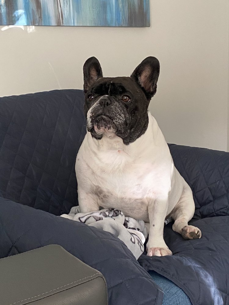 Carolina Pet Care Services