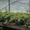 McKenzie River Nursery gift card