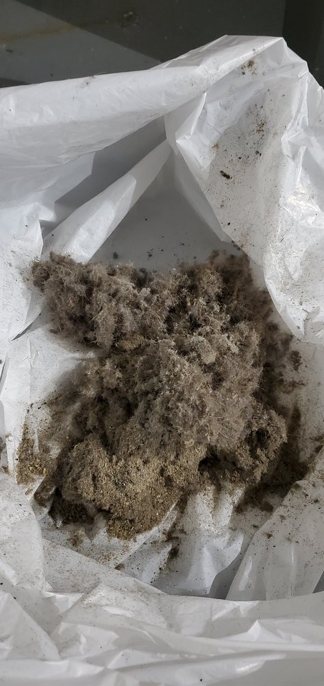 Green Plus Carpet Cleaning