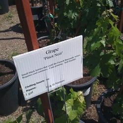 H Nursery 234 Photos 166 Reviews Nurseries Gardening Photo Of H Nursery Lakewood Ca United States O