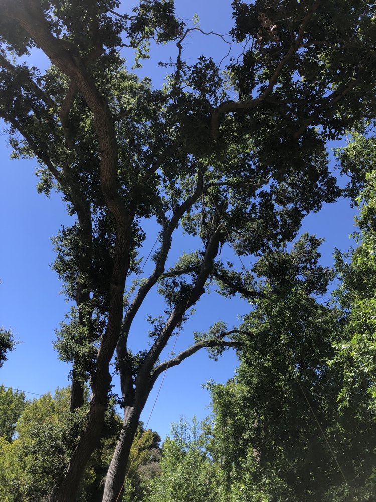 Best Quality Tree Service