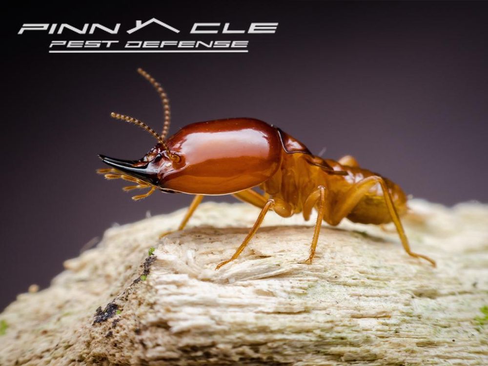 Pinnacle Pest Defense