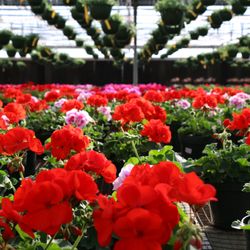 Precure Nursery Garden Center Nurseries Gardening 4535 Nw Photo Of Precure Nursery Garden Center Bethany Ok United States