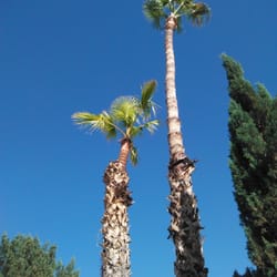 palm tree trimming phoenix canary island yelp photo of gonzalez tree palm trimming service phoenix az united states 36 reviews palm tree trimming phoenix canary island yelp photo of gonzalez tree palm trimming service phoenix az united states 36 reviews