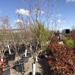Village Nurseries 26 Photos 25 Reviews Gardening Photo Of Village Nurseries Sacramento Ca United States