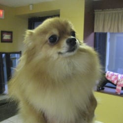 dog grooming boston dog grooming boston